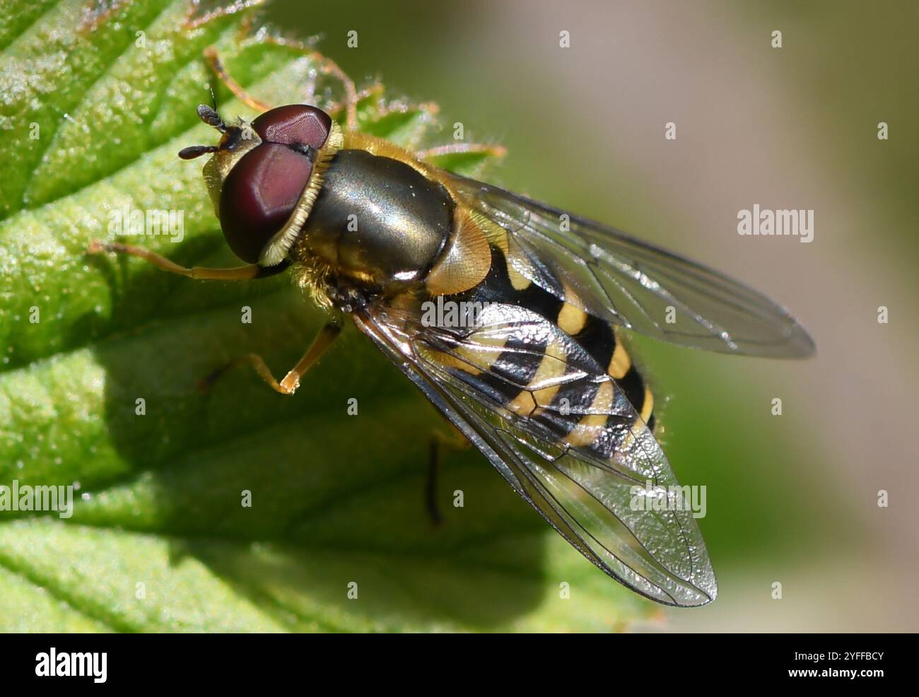 Mouche à fleurs noires (Syrphus vitripennis) Banque D'Images
