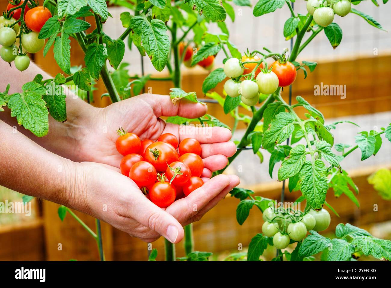 Image en gros plan de mains de femme tenant des tomates cerises avec une plante de tomate en arrière-plan Banque D'Images