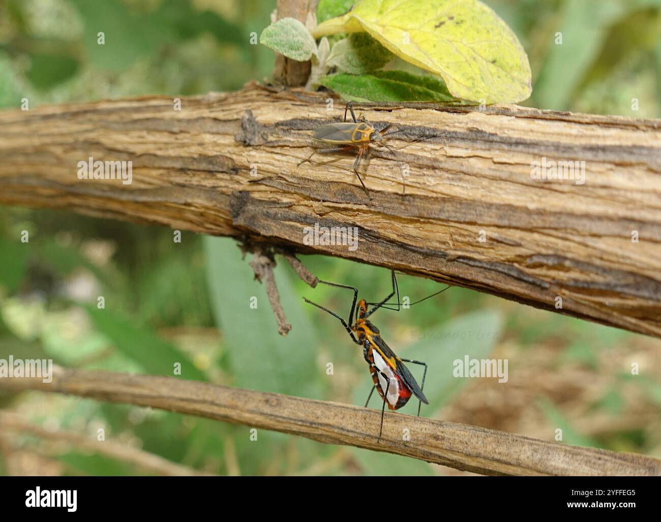 Insecte d'assassin d'aspiade (Zelus longipes) Banque D'Images