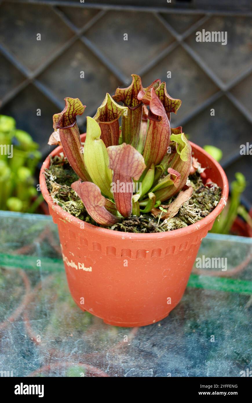 Plantes Sarracenia carnivore communément appelées pichets de trompette sur fond flou dans le jardin Banque D'Images