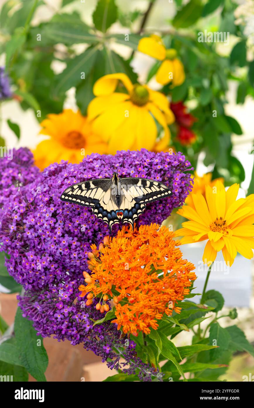 Macro d'un papillon à queue d'araignée de l'Oregon (papilio bairdii oregonius) parmi les fleurs colorées du jardin - ailes ouvertes Banque D'Images