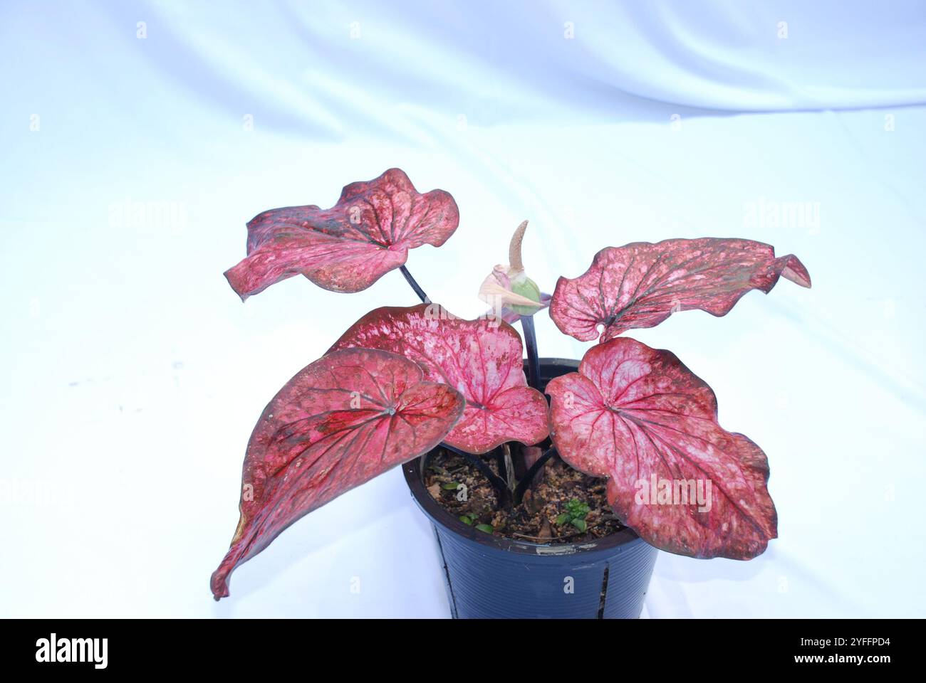 Caladium bicolor, appelé coeur de Jésus planté sur pot isolé sur fond blanc Banque D'Images