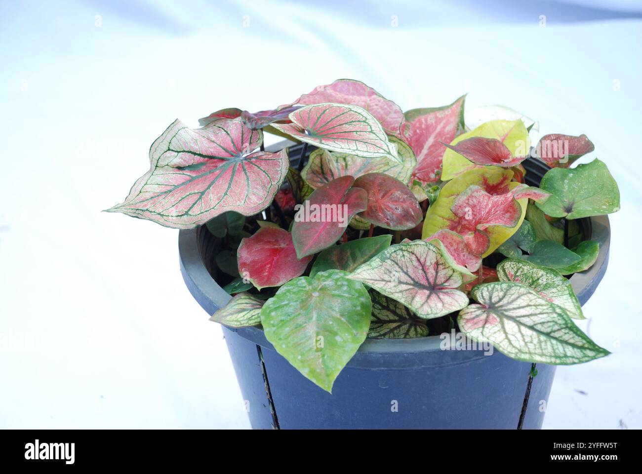 Caladium bicolore, il est cultivé comme plante d'intérieur pour ses grandes feuilles en forme de coeur ou de lance. Plantes d'intérieur caladium isolées sur fond blanc Banque D'Images