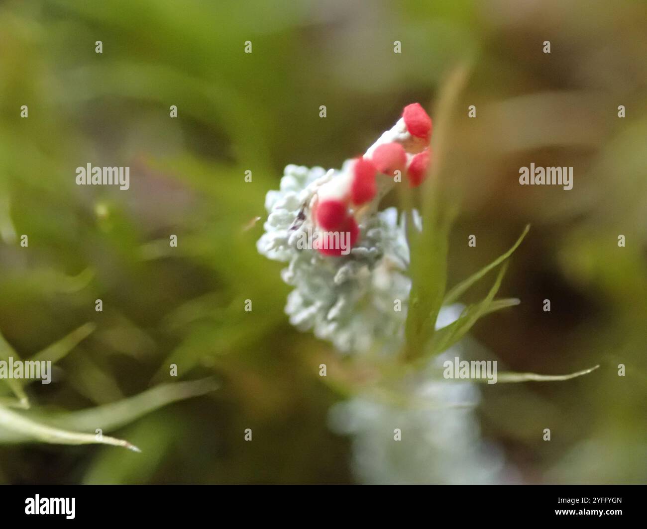 Soldats jouets (Cladonia bellidiflora) Banque D'Images