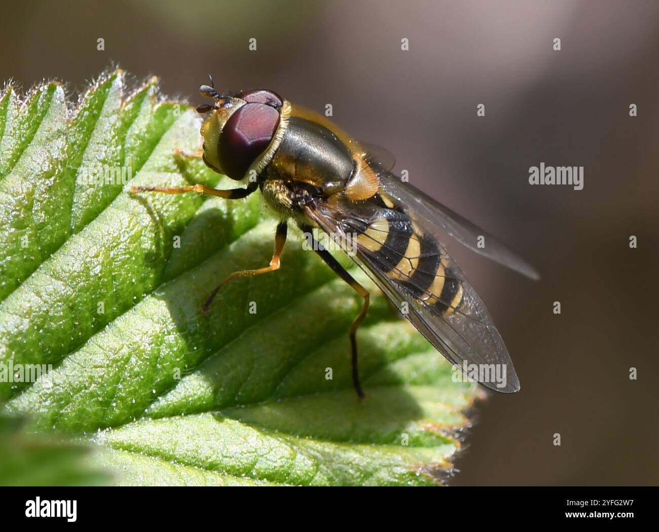 Mouche à fleurs noires (Syrphus vitripennis) Banque D'Images