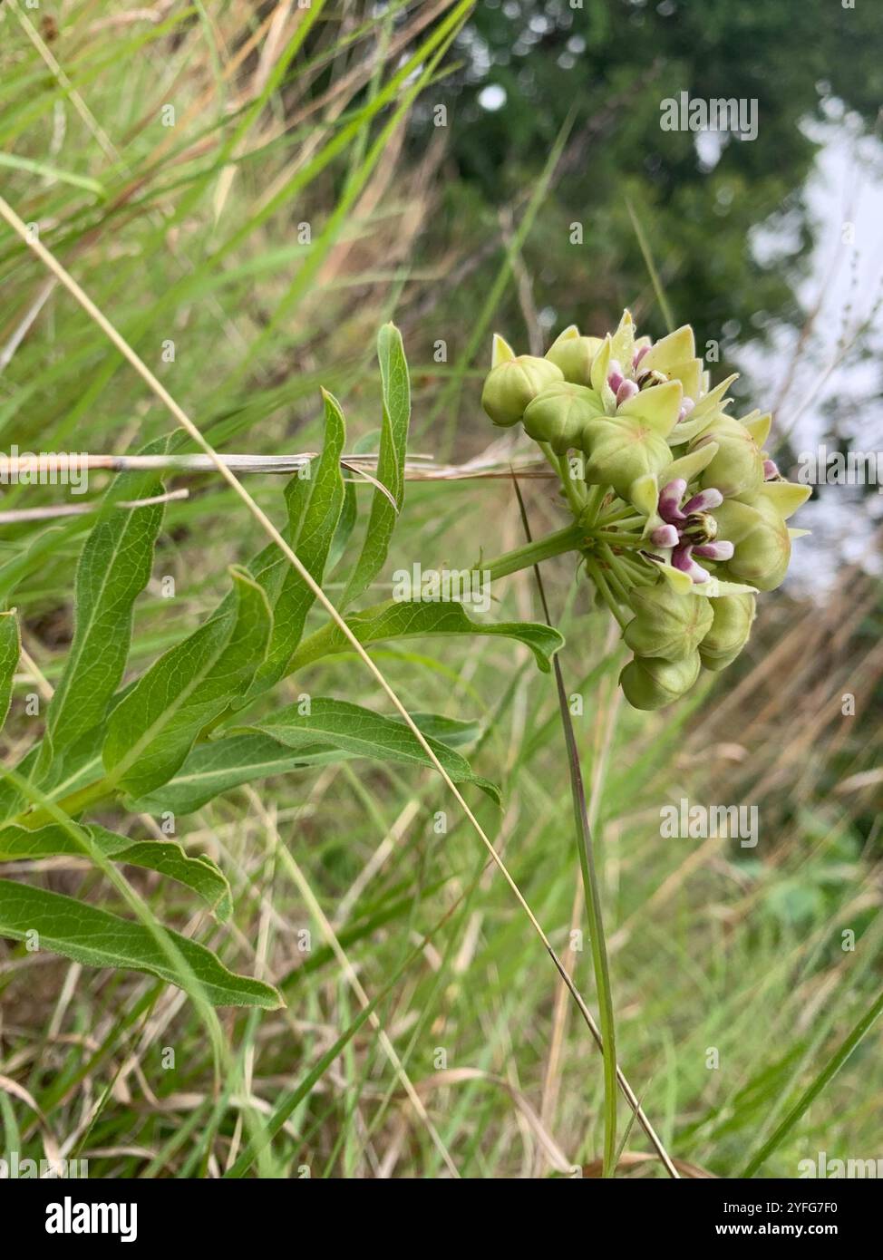 Antilophores vertes (Asclepias viridis) Banque D'Images