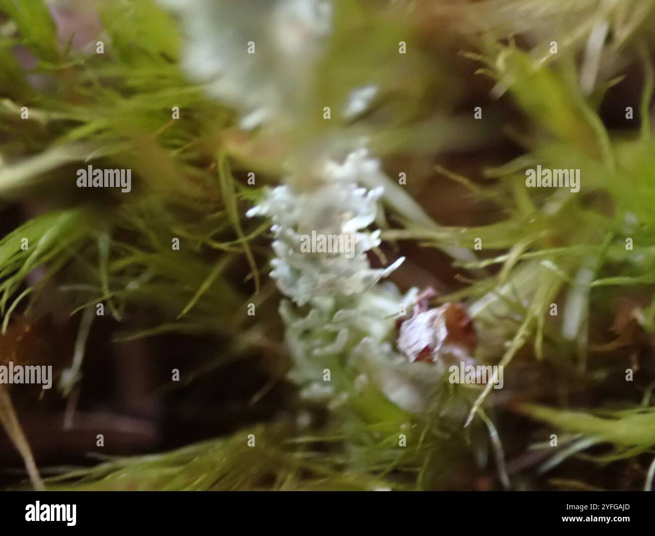 Soldats jouets (Cladonia bellidiflora) Banque D'Images