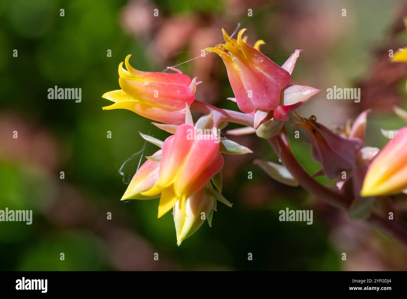 Gros plan des fleurs glauques d'echeveria (echeveria secunda) en fleurs Banque D'Images