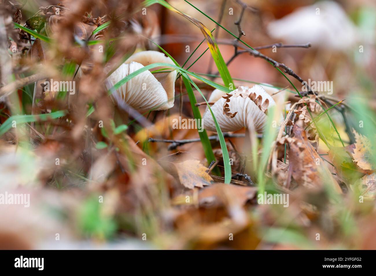 Champignons des bois frisés sur le plancher forestier entre feuilles d'automne et herbe, probablement du genre Clitocybe ou champignons entonnoirs Banque D'Images