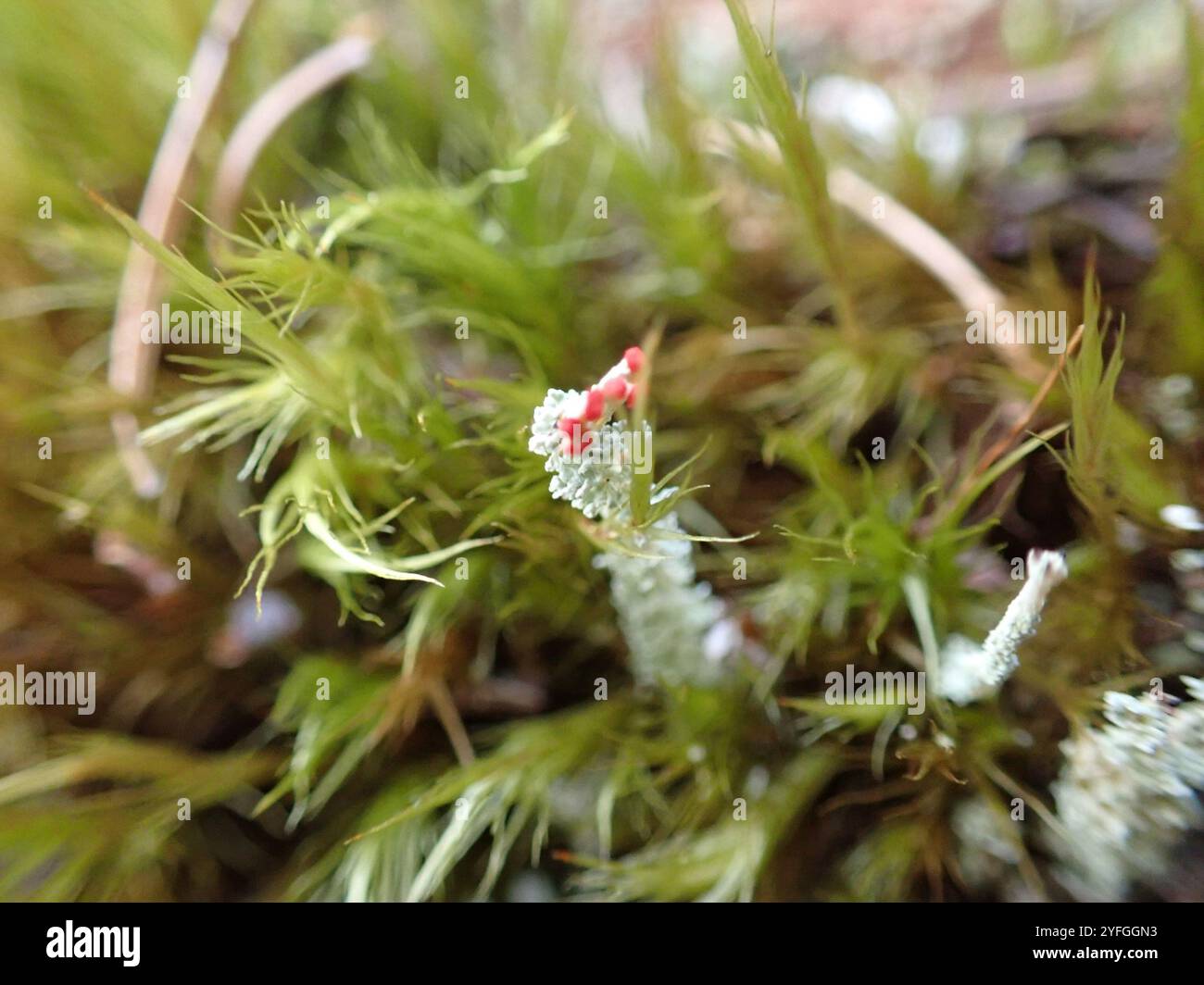 Soldats jouets (Cladonia bellidiflora) Banque D'Images