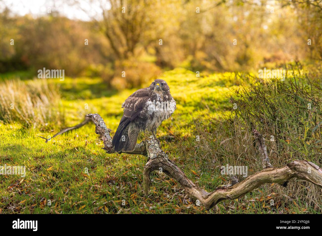 Portrait d'un Buzzard, Buteo buteo, dans un paysage d'automne reposant sur une branche d'arbre rustique altérée morte cassée regardant la caméra contre flou ou Banque D'Images