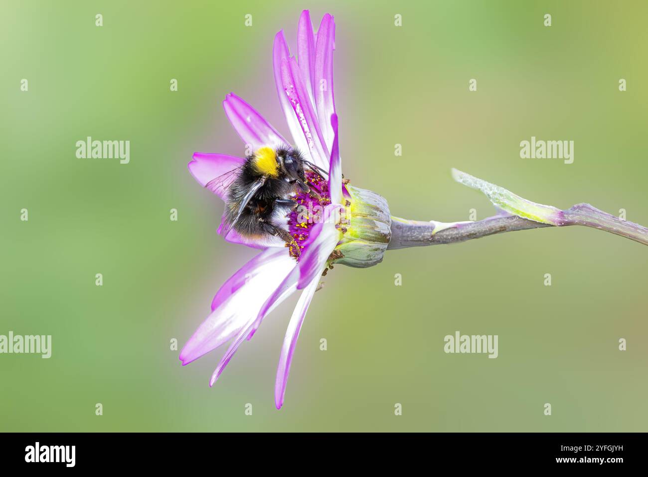 Gros plan de Meadow Bumblebee, Bombus pratorum, buvant sur le cœur lilas violet d'un Pericallis × hybrida avec des sépales lilas blancs contre un YE simple Banque D'Images