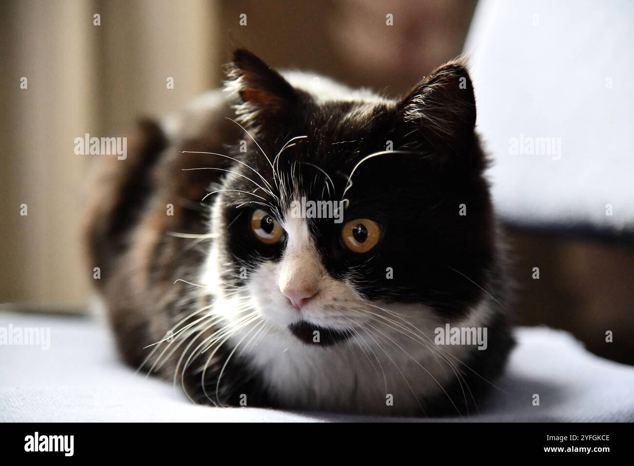 Cat corps entier regardant la caméra, regardant la caméra Banque D'Images