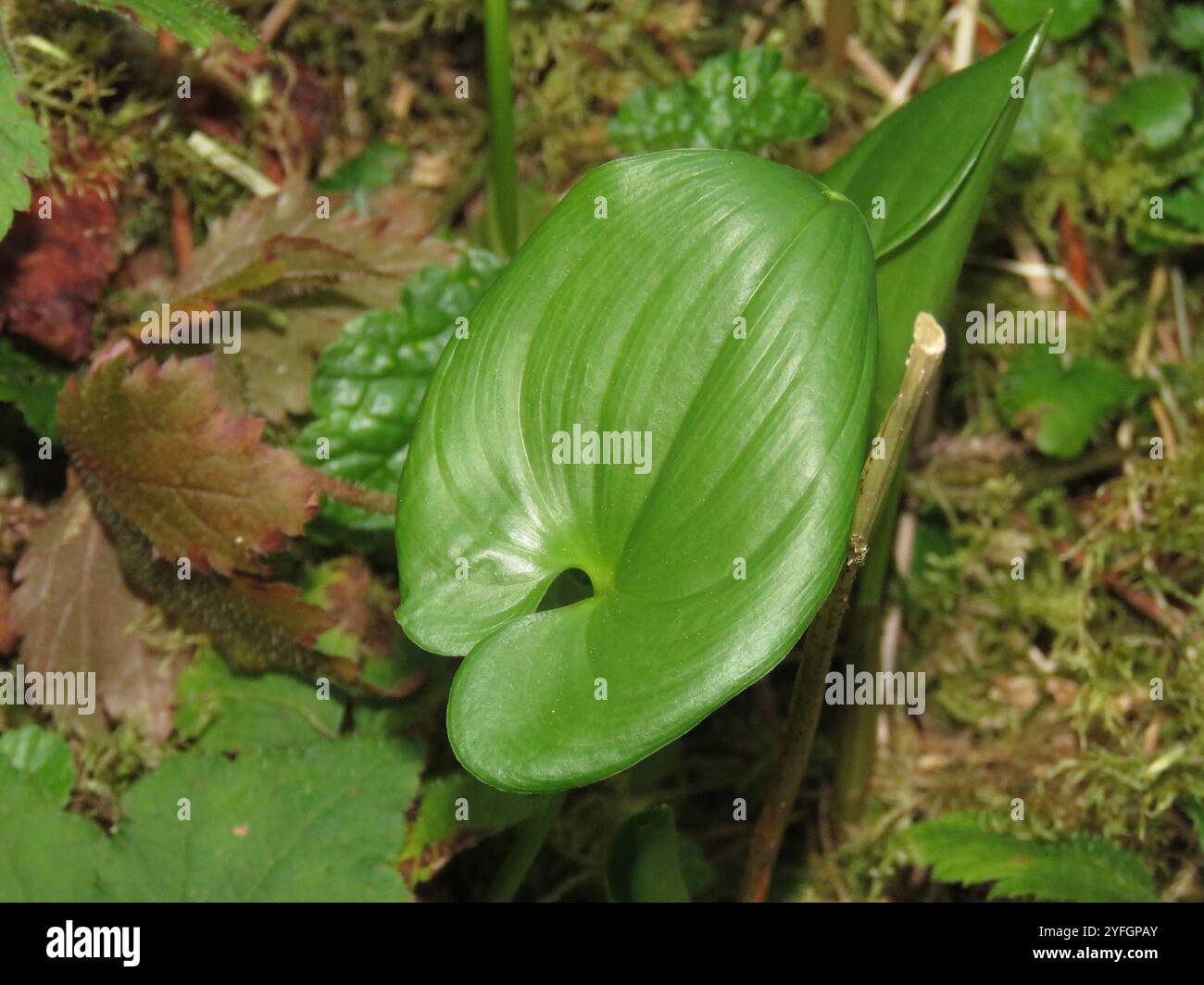 Lis occidental de la vallée (Maianthemum dilatatum) Banque D'Images