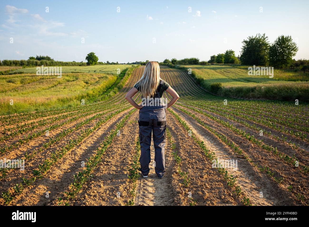 Alors que le soleil se couche, une personne se promène le long des rangées de cultures soignées, entourées de vastes terres agricoles et d'un ciel vaste Banque D'Images