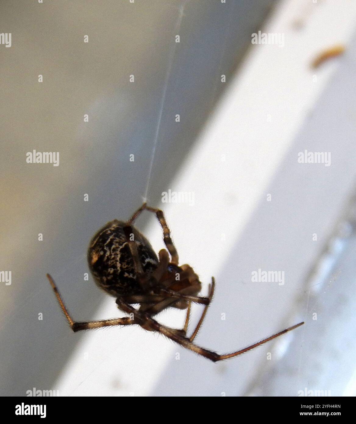 Araignée commune (Parasteatoda tepidariorum) Banque D'Images