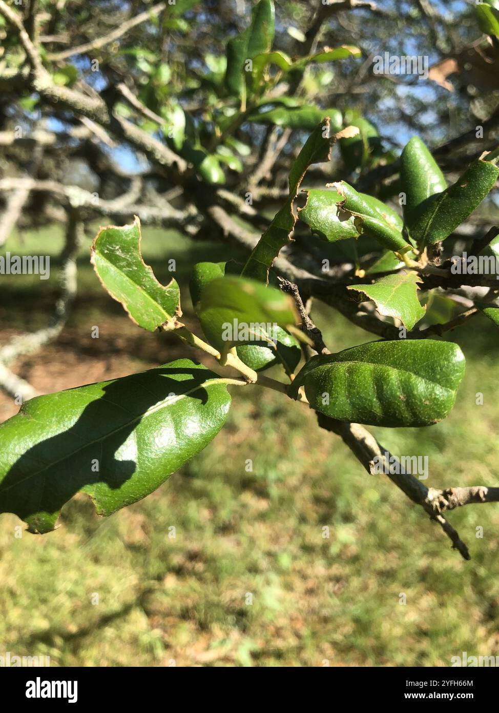 Chêne vivant du sud (Quercus virginiana) Banque D'Images