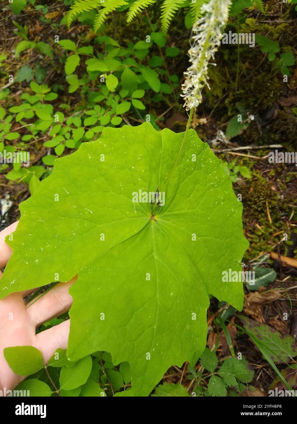 Feuille de vanille (Achlys triphylla) Banque D'Images