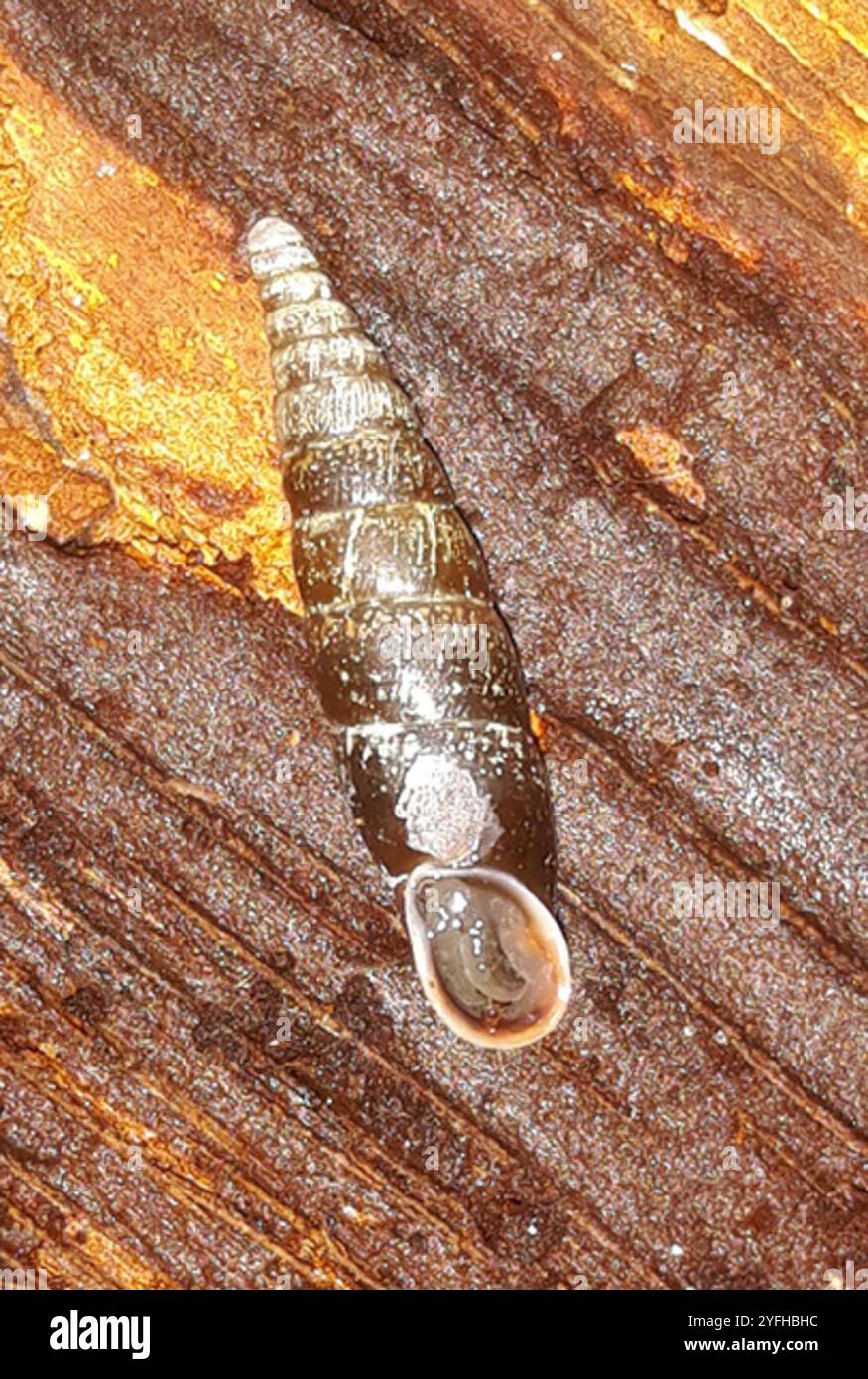 Escargot de porte tressé (Cochlodina laminata) Banque D'Images