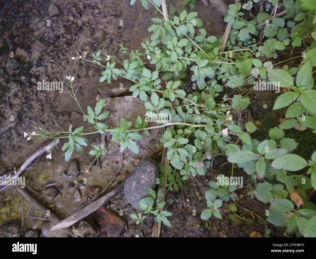 (Cardamine amara amara) Banque D'Images