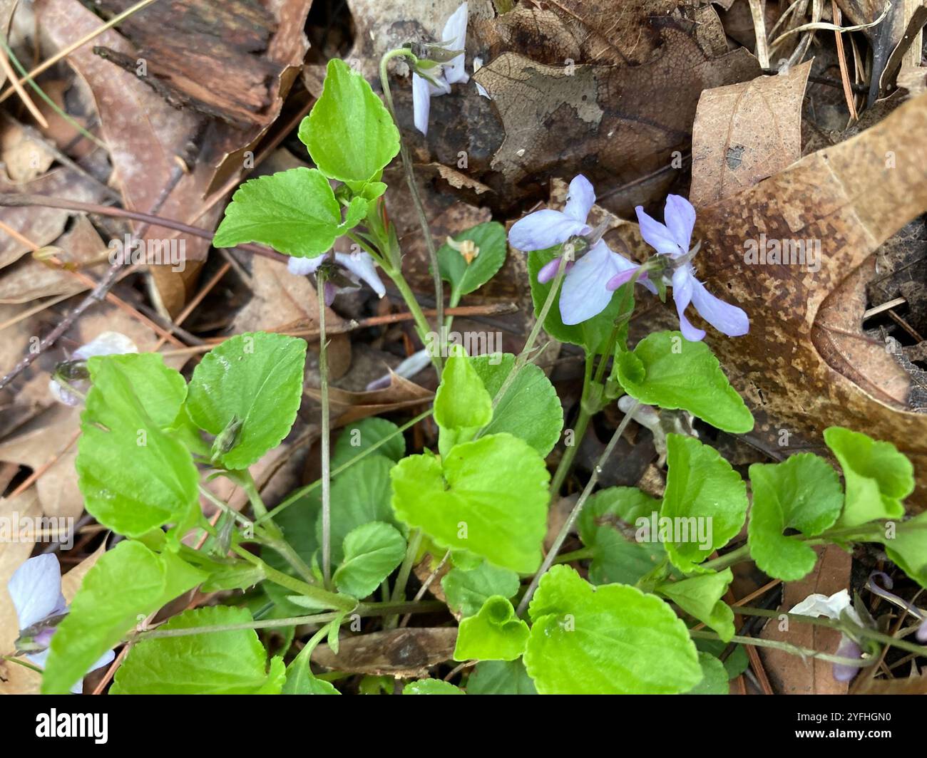 Violet de Labrador (Viola labradorica) Banque D'Images