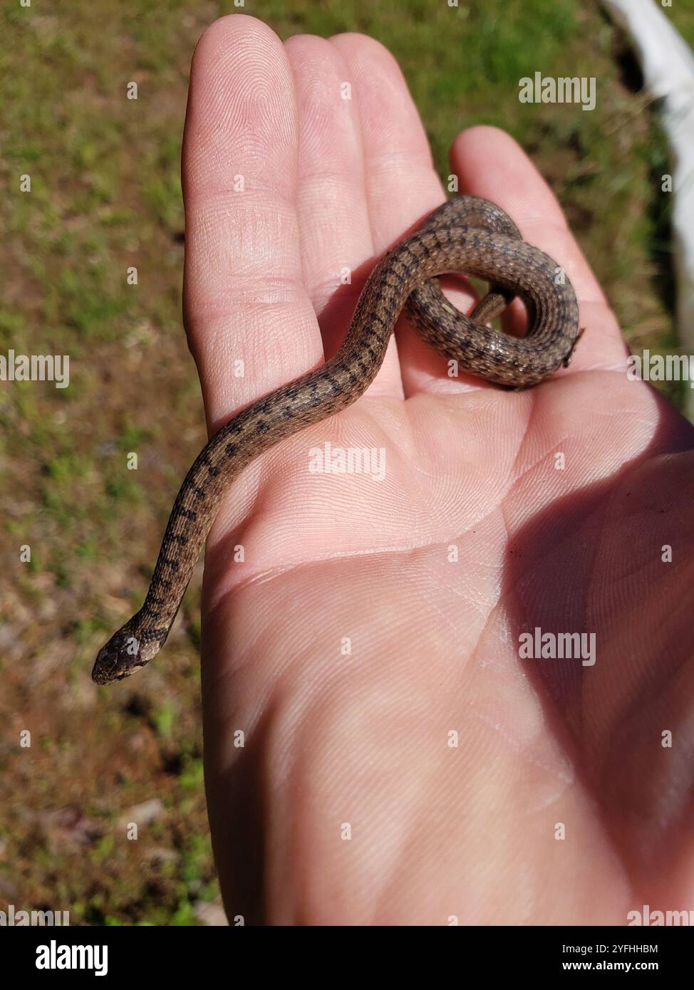 Serpent brun de DeKay (Storeria dekayi) Banque D'Images