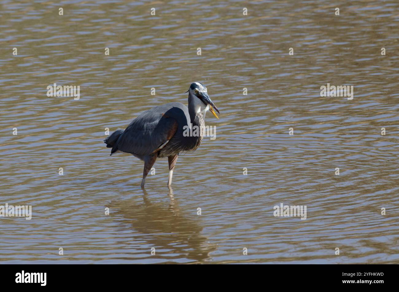 Grand héron bleu, Ardea herodias, proies à avaler Banque D'Images