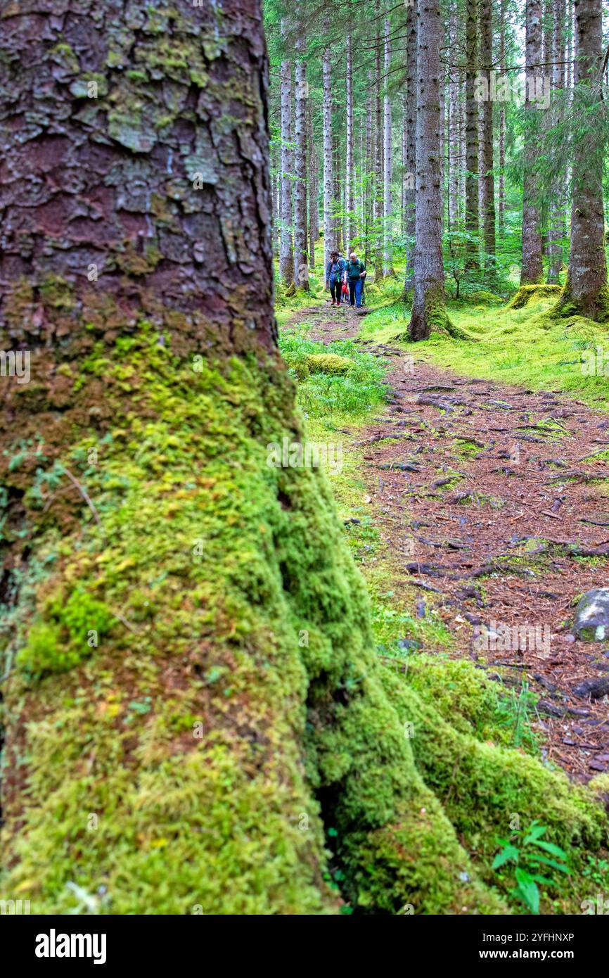 Randonnée dans la forêt à côté de l'Allt na Calliche à Invergarry Banque D'Images