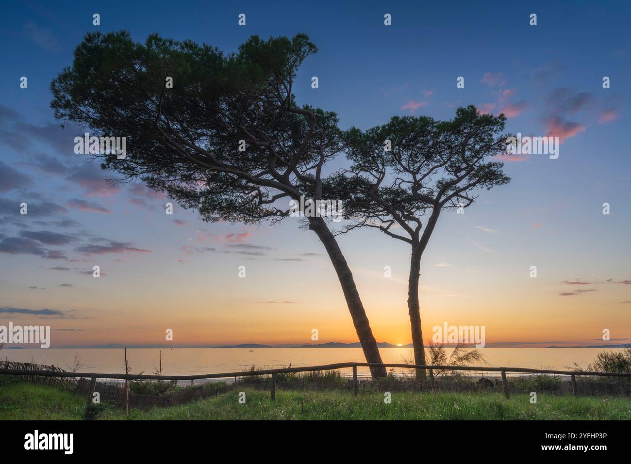 Deux pins sur la plage de Follonica et le coucher de soleil derrière l'île d'Elbe. Province de Grosseto, région Toscane, Italie Banque D'Images
