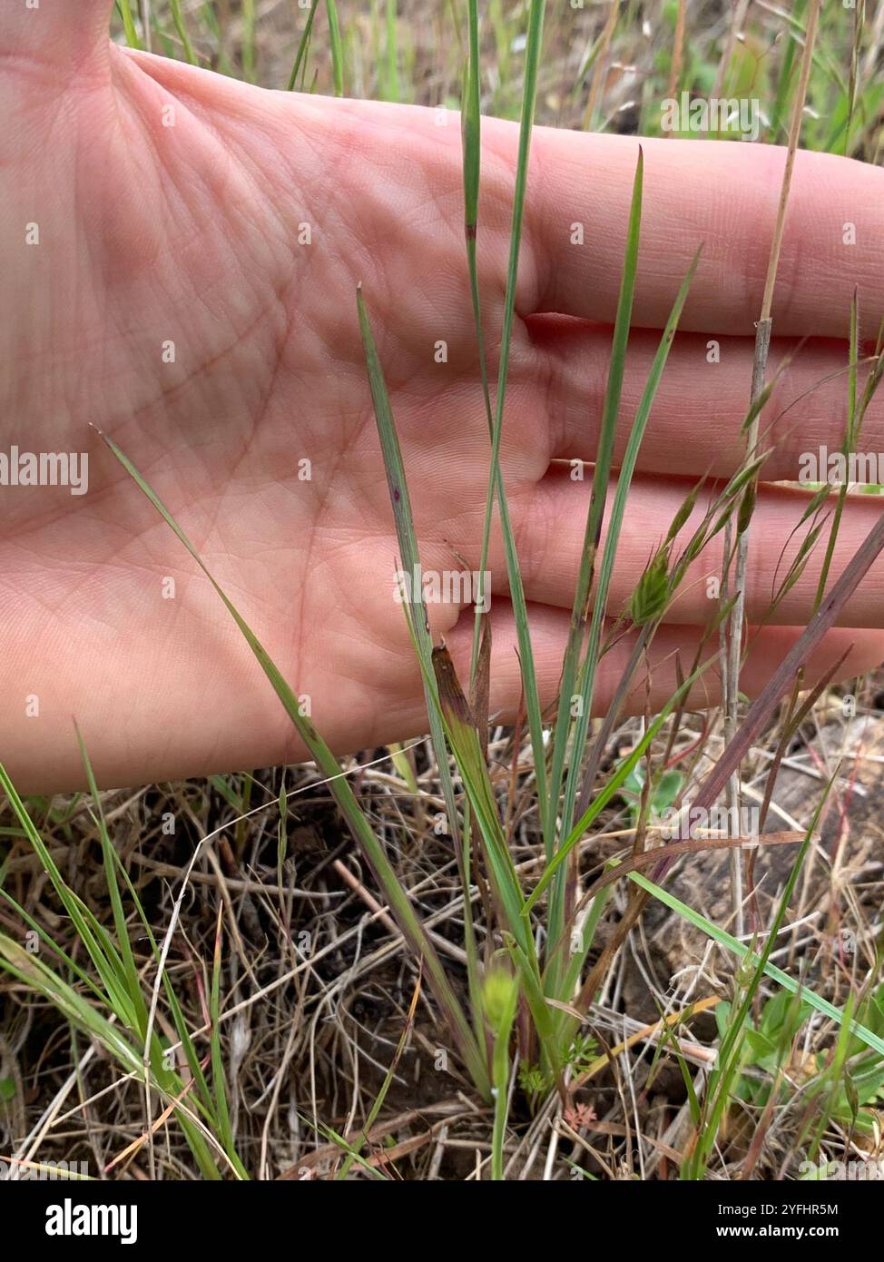 Herbe aux yeux bleus de l'Idaho (Sisyrinchium idahoense) Banque D'Images