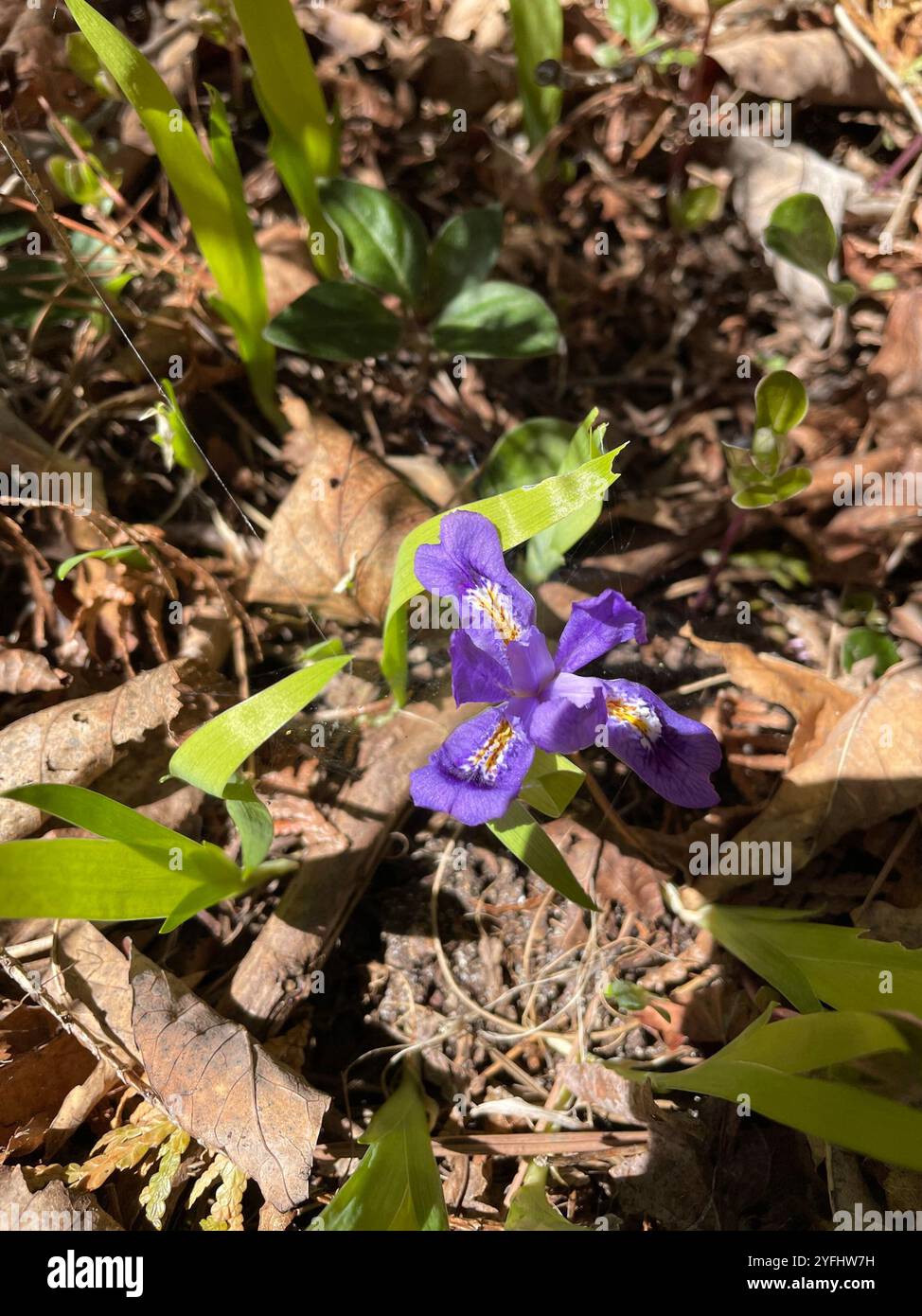 L'iris lacustre (Iris lacustris) Banque D'Images