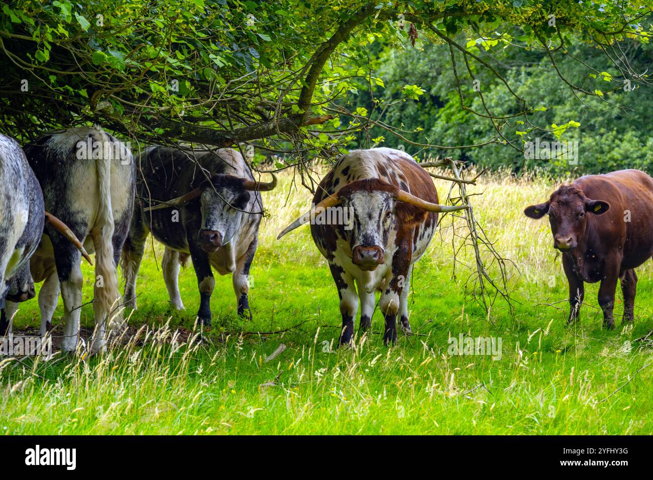 Bétail Longhorn et Sussex pâturant sur le domaine de Scotney Castle Kent Banque D'Images