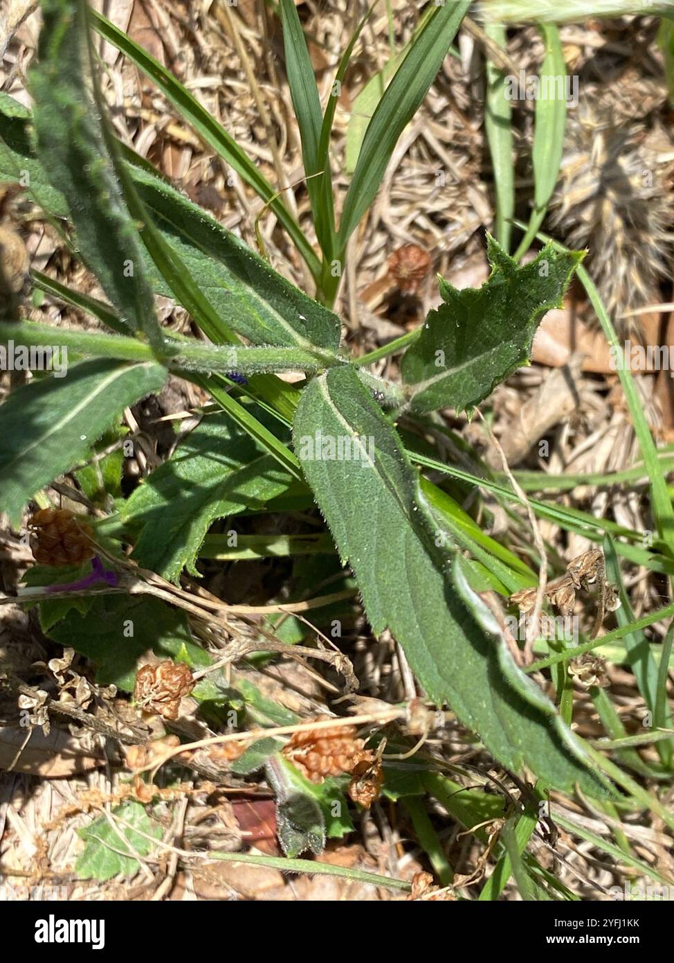 Verveine rose (Glandularia canadensis) Banque D'Images