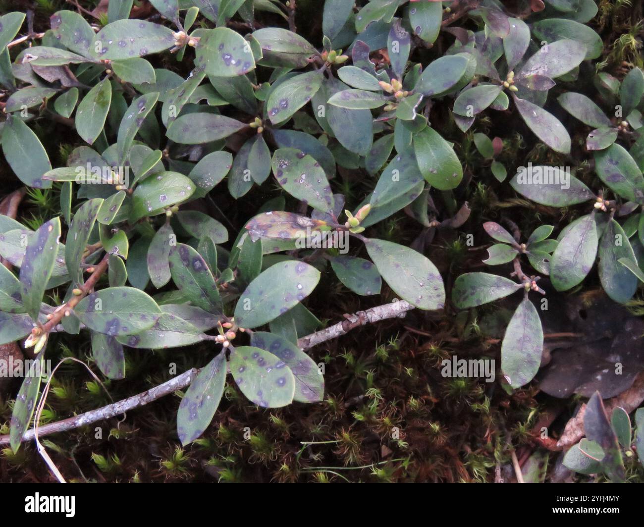 Baies et manzanitas (Arctostaphylos) Banque D'Images