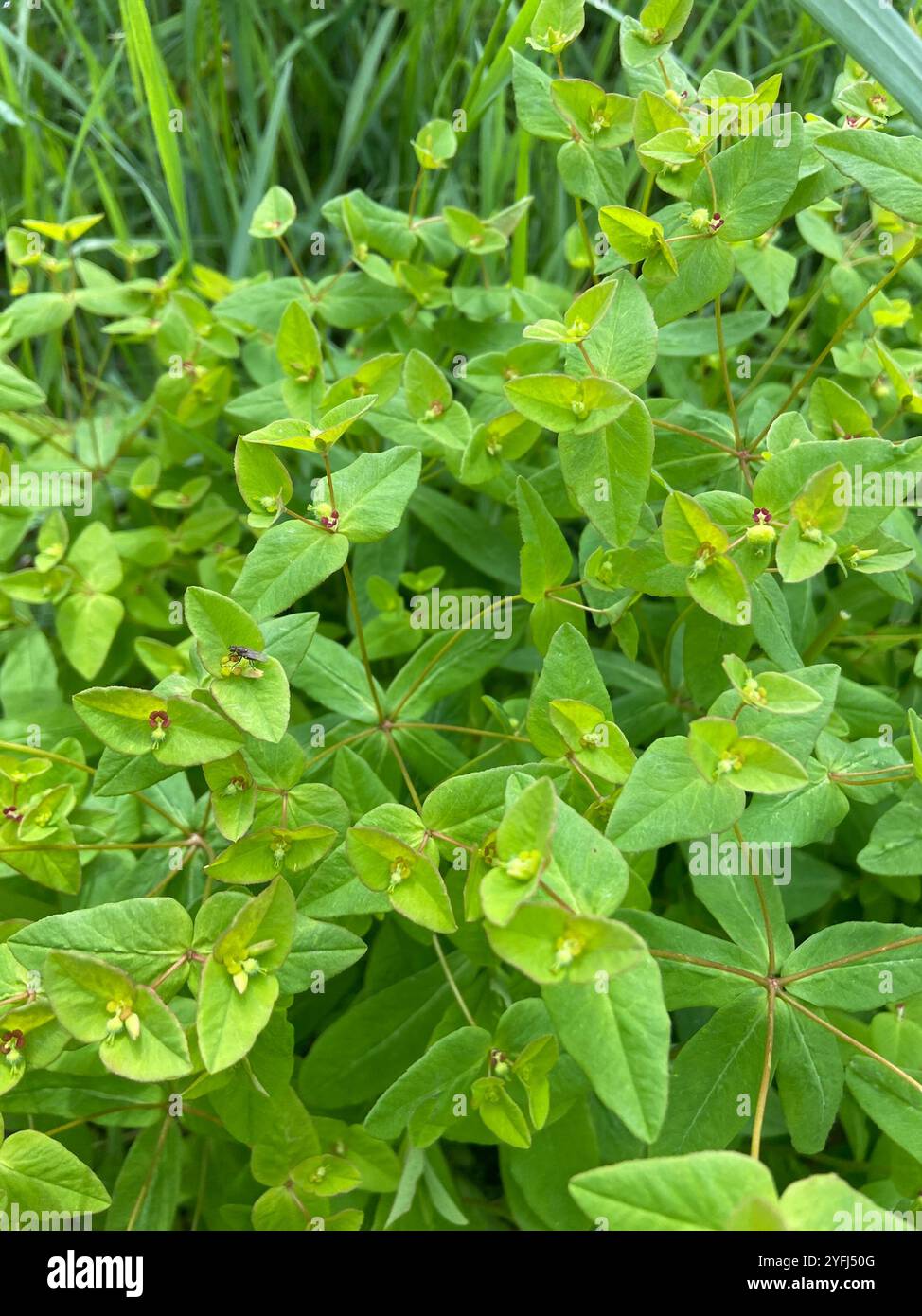 Sweet Spurge (Euphorbia dulcis) Banque D'Images