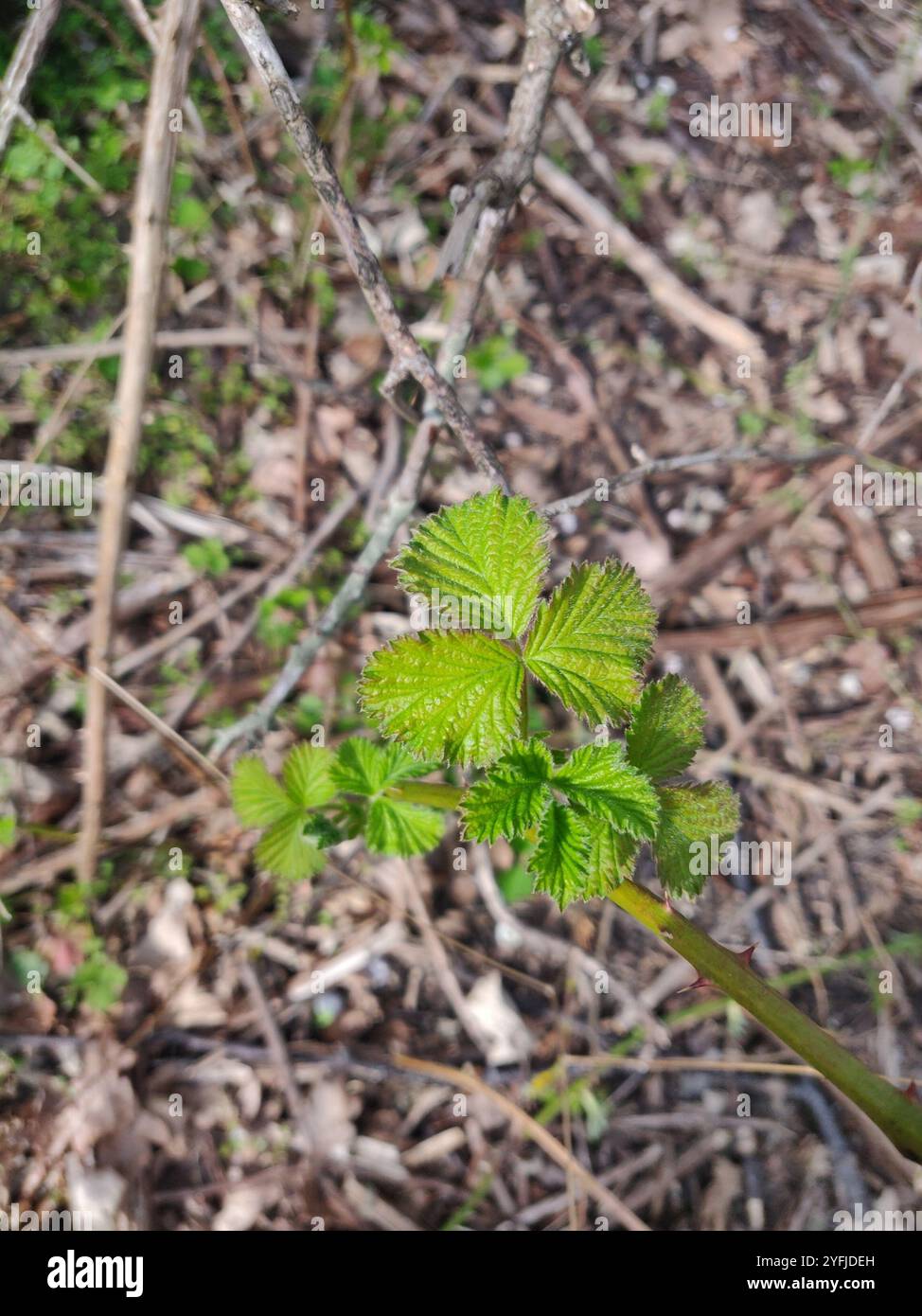 Mûre arménienne (Rubus armeniacus) Banque D'Images