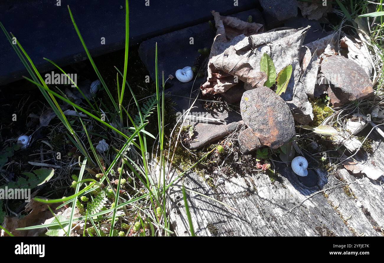 Escargot de la lande orientale (Xerolenta obvia) Banque D'Images