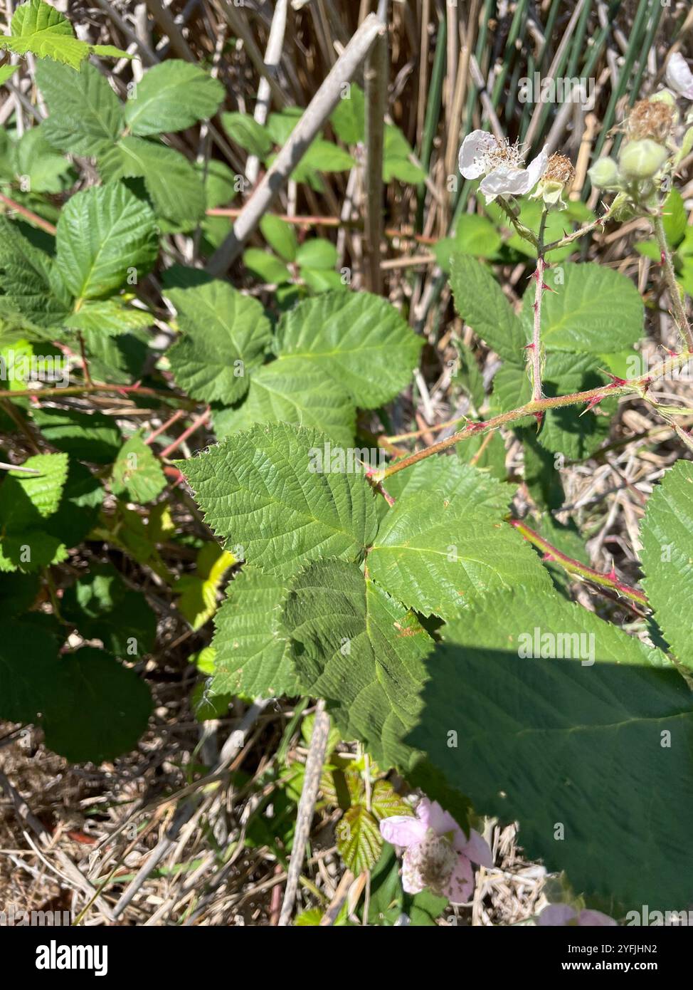 Mûre arménienne (Rubus armeniacus) Banque D'Images