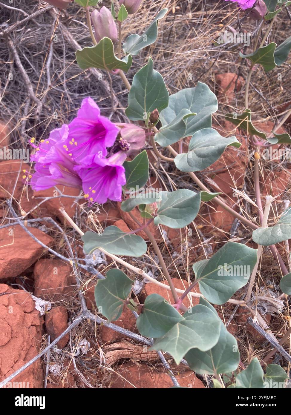 Colorado four o'Clock (mirabilis multiflora) Banque D'Images