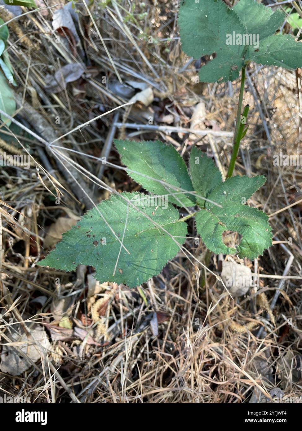 Mûre arménienne (Rubus armeniacus) Banque D'Images