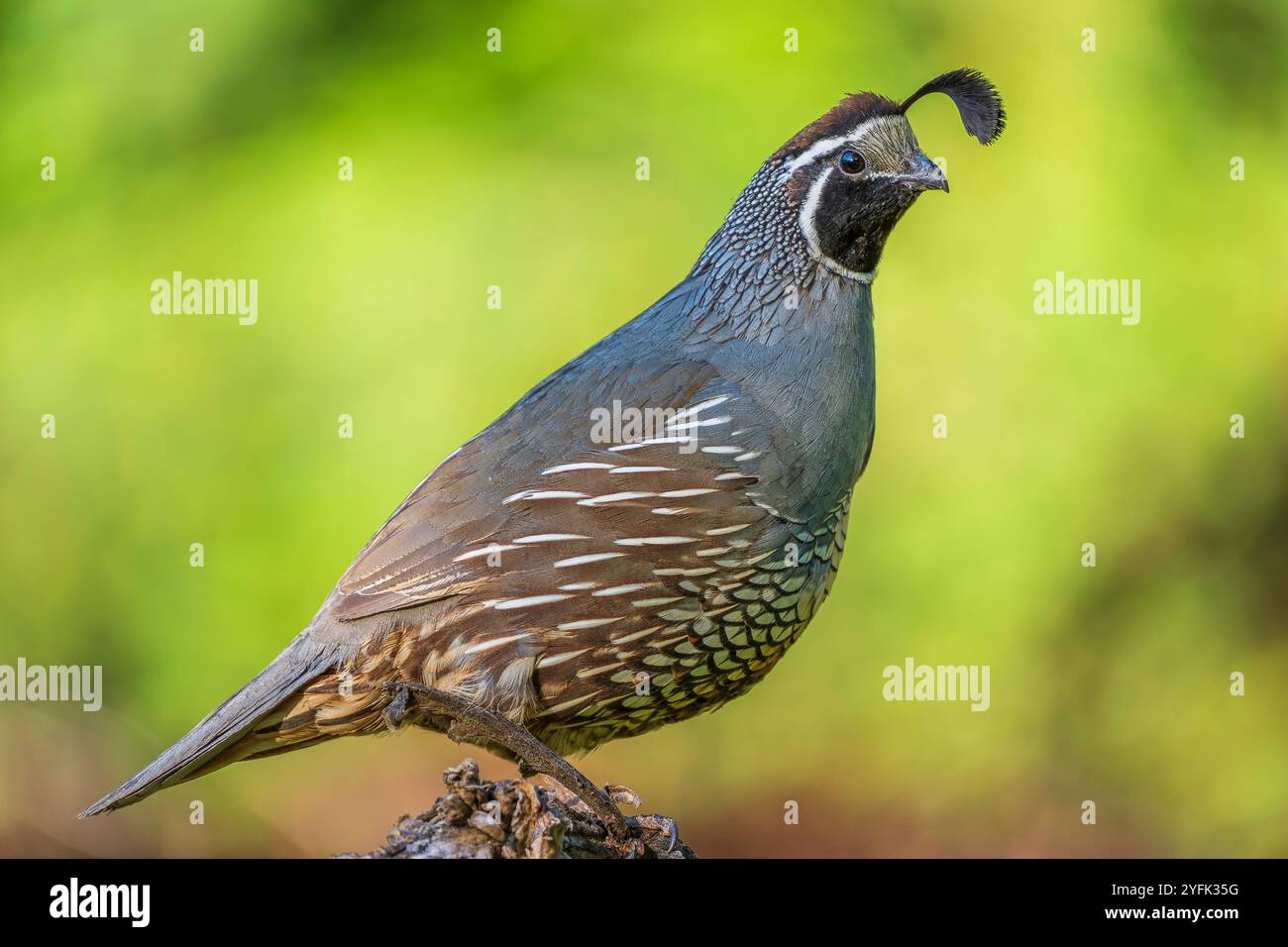 Un homme colin de Californie (Callipepla californica) perché sur un bâton. Banque D'Images