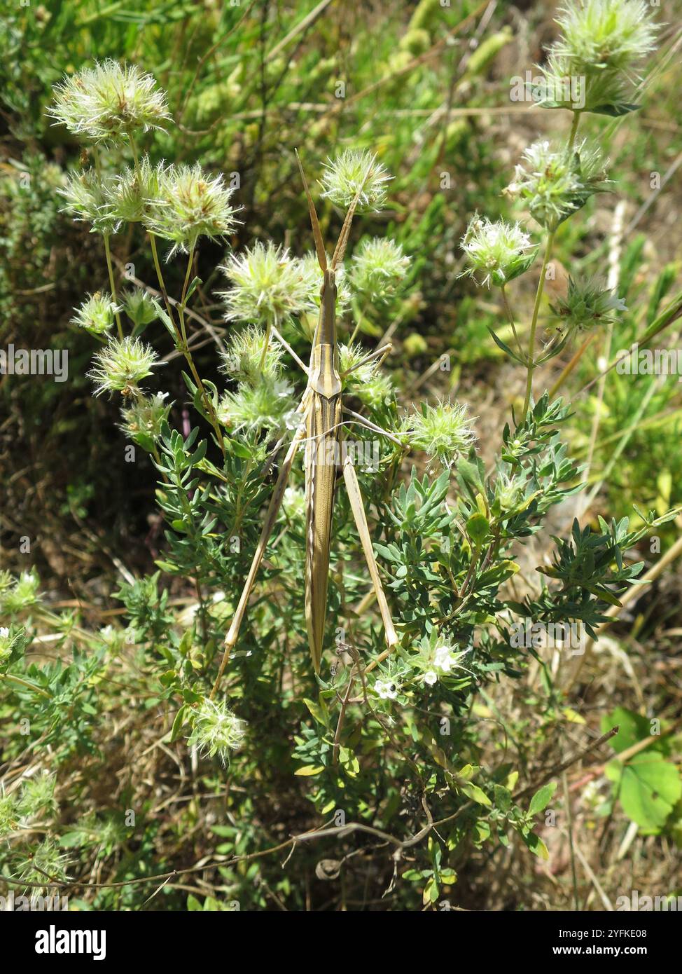 (Truxalis nasuta) Banque D'Images