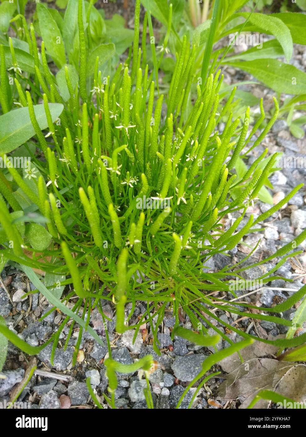 Petite queue de mousette (Myosurus minimus) Banque D'Images