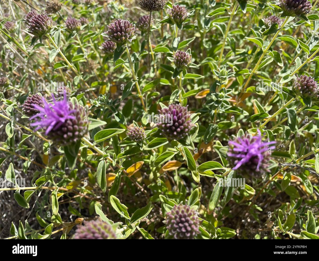 Menthe coyote (Monardella villosa) Banque D'Images