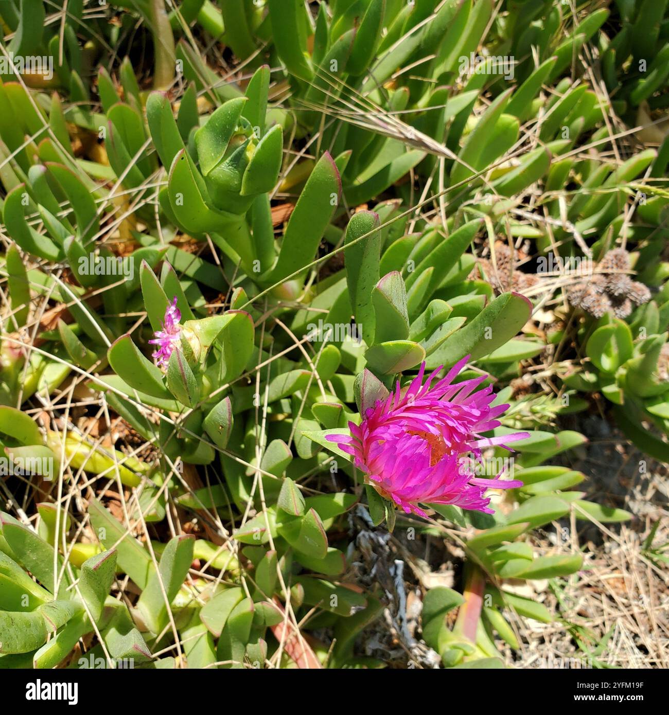 Figue chilienne (Carpobrotus chilensis) Banque D'Images