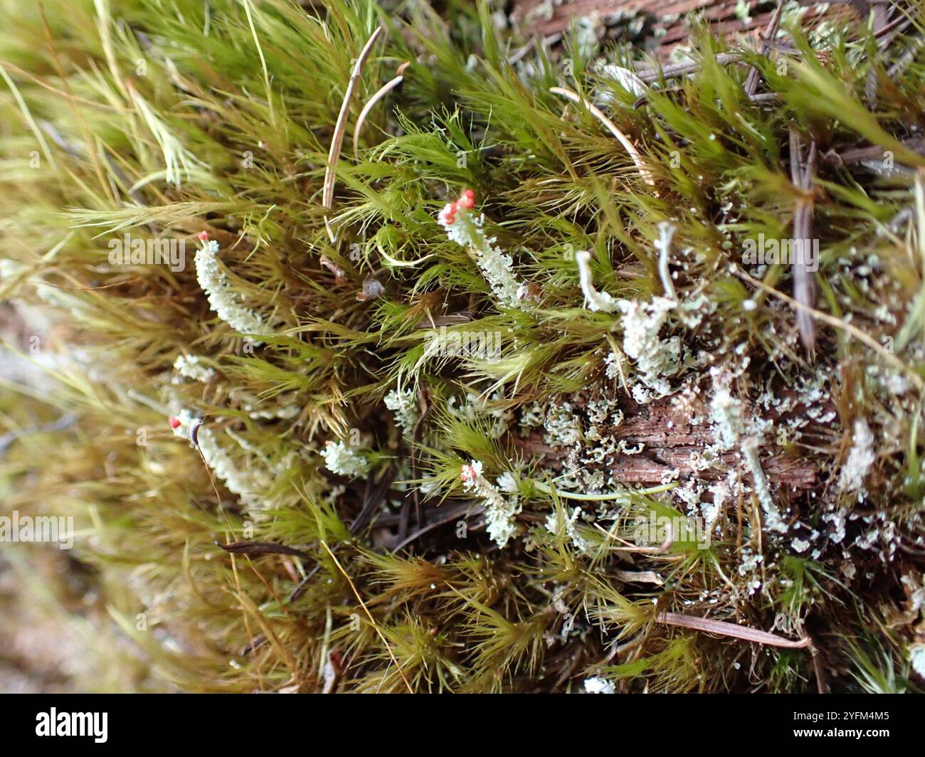 Soldats jouets (Cladonia bellidiflora) Banque D'Images