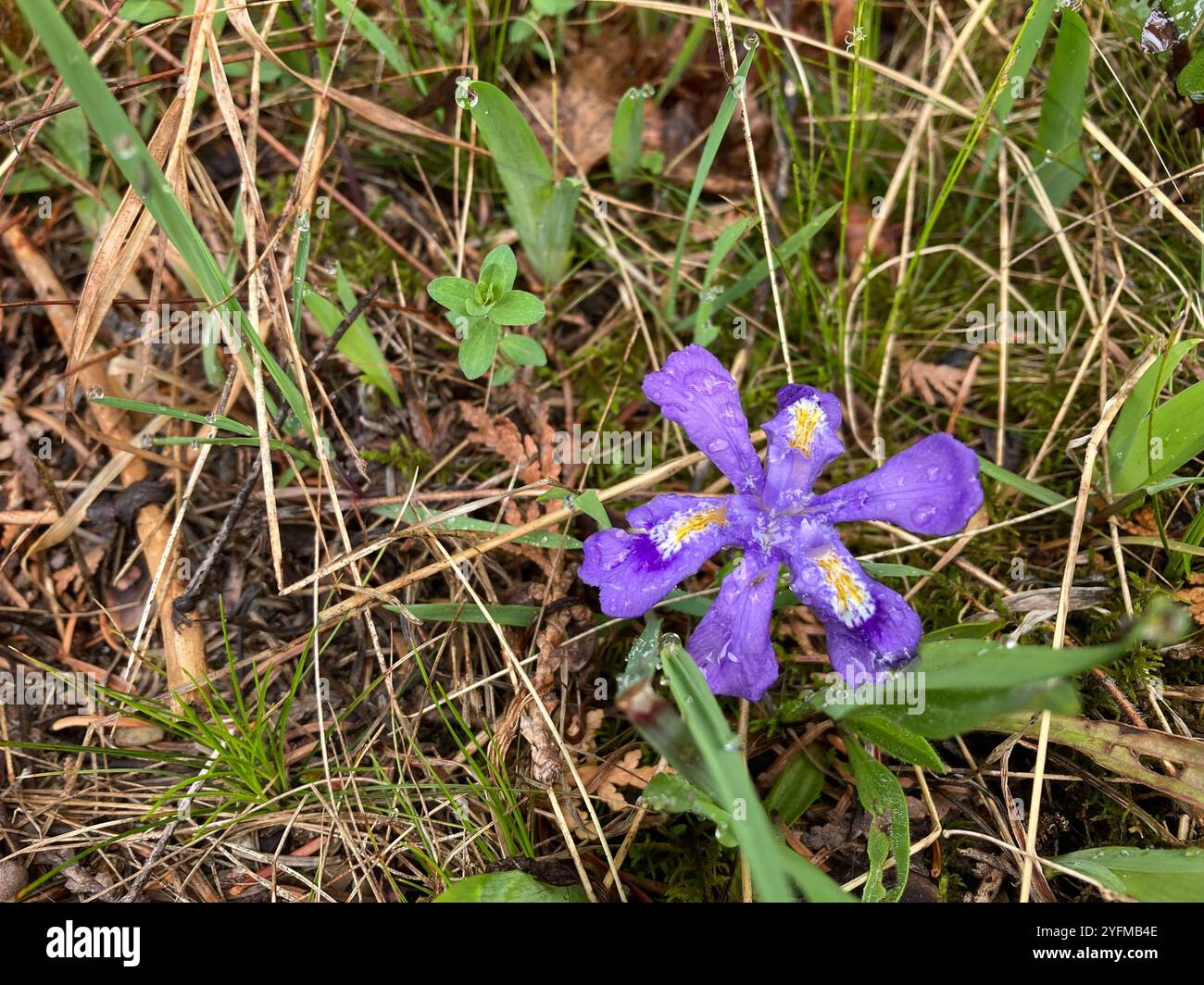 L'iris lacustre (Iris lacustris) Banque D'Images