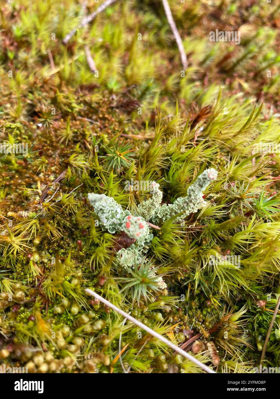 Soldats jouets (Cladonia bellidiflora) Banque D'Images