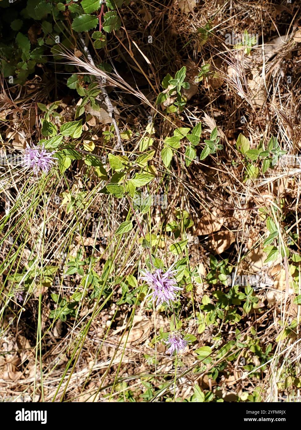 Menthe coyote (Monardella villosa) Banque D'Images