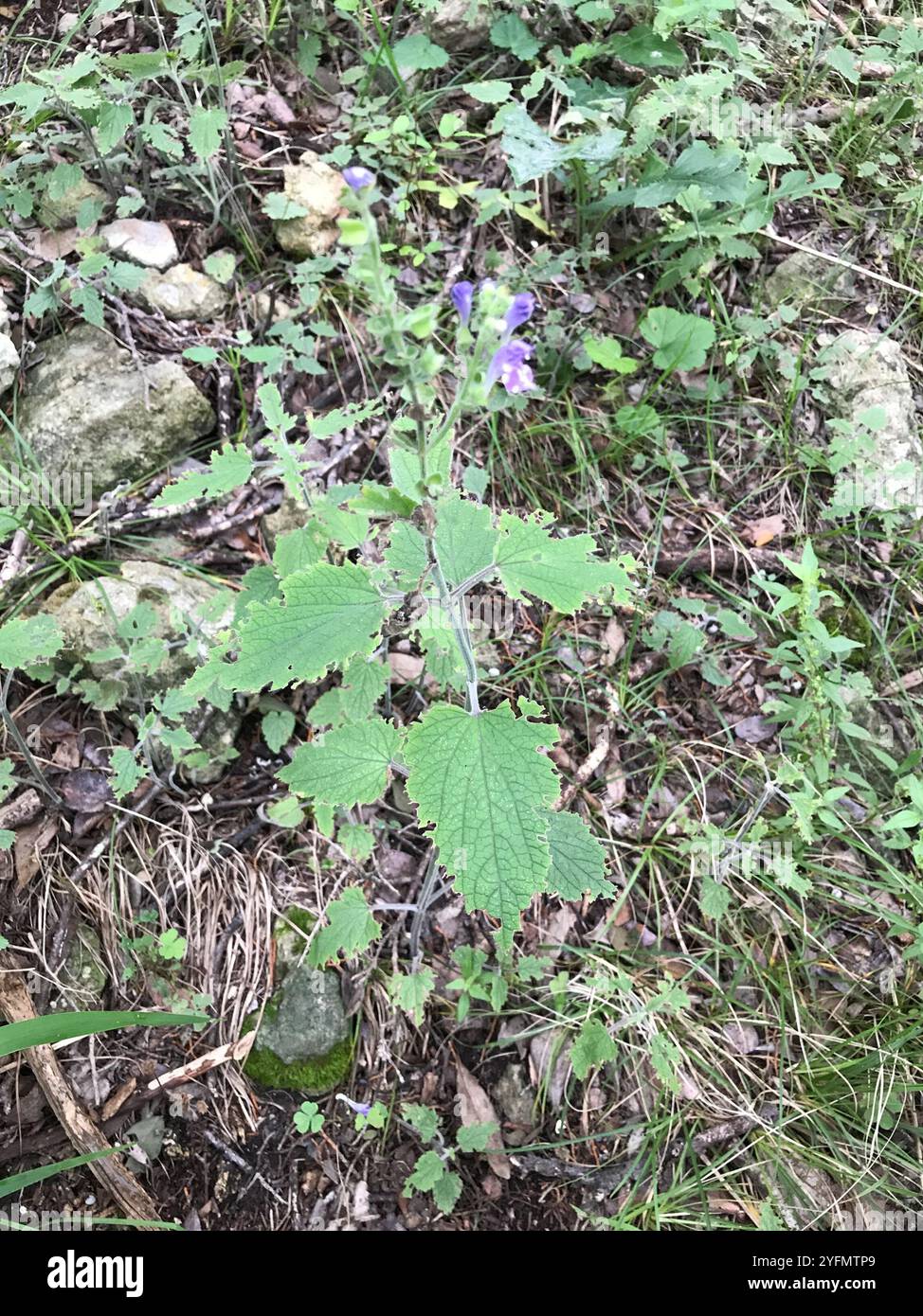 Calotte crânienne à feuilles de cœur (Scutellaria ovata) Banque D'Images